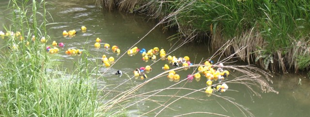 Dainty Duck Dash rubber duckie race